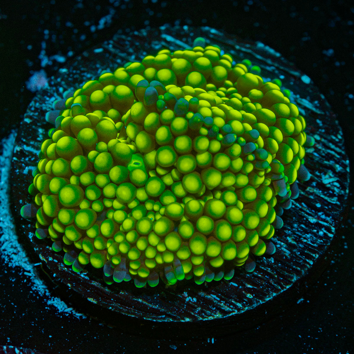 Green FL Ricordea Mushroom Coral with mushroom disc in reef aquarium
