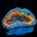 Volcanic Lobophyllia Coral with fleshy open polyp in reef aquarium