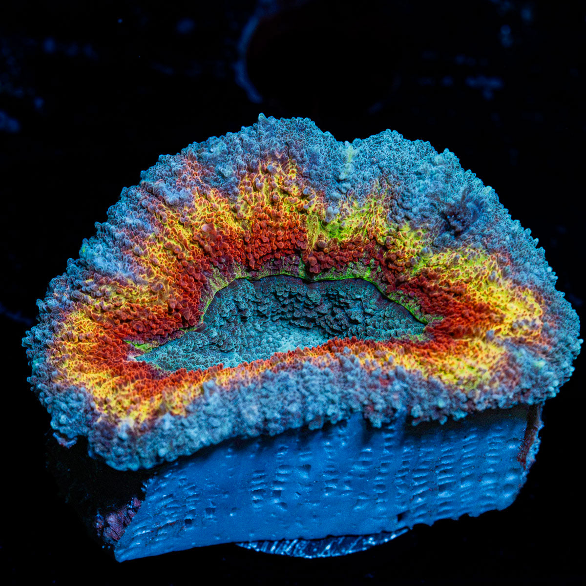 Volcanic Lobophyllia Coral with fleshy open polyp in reef aquarium