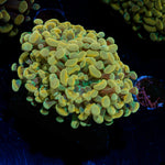 Golden Hammer Euphyllia Coral with branching fleshy heads in reef aquarium