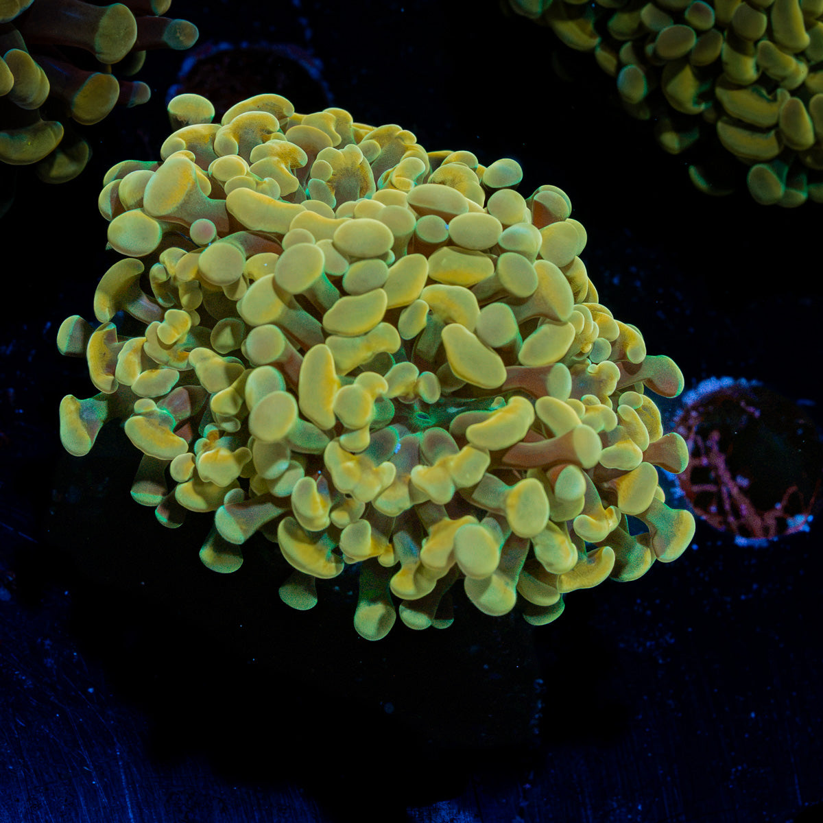 Golden Hammer Euphyllia Coral with branching fleshy heads in reef aquarium