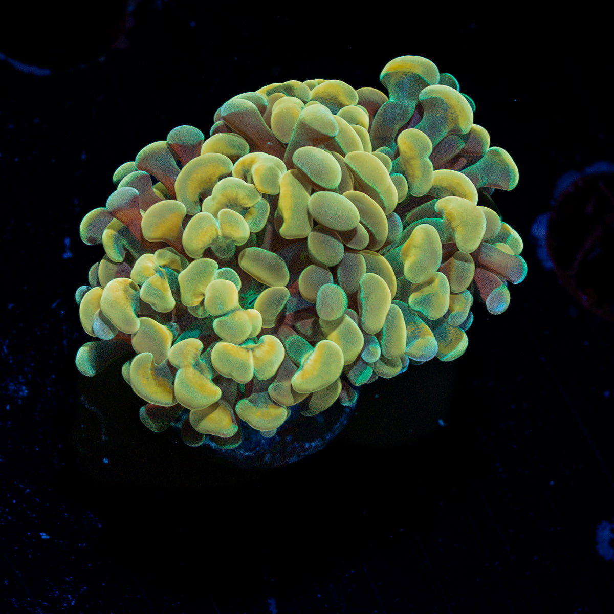 Golden Hammer Euphyllia Coral with branching fleshy heads in reef aquarium