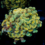 Golden Hammer Euphyllia Coral with branching fleshy heads in reef aquarium