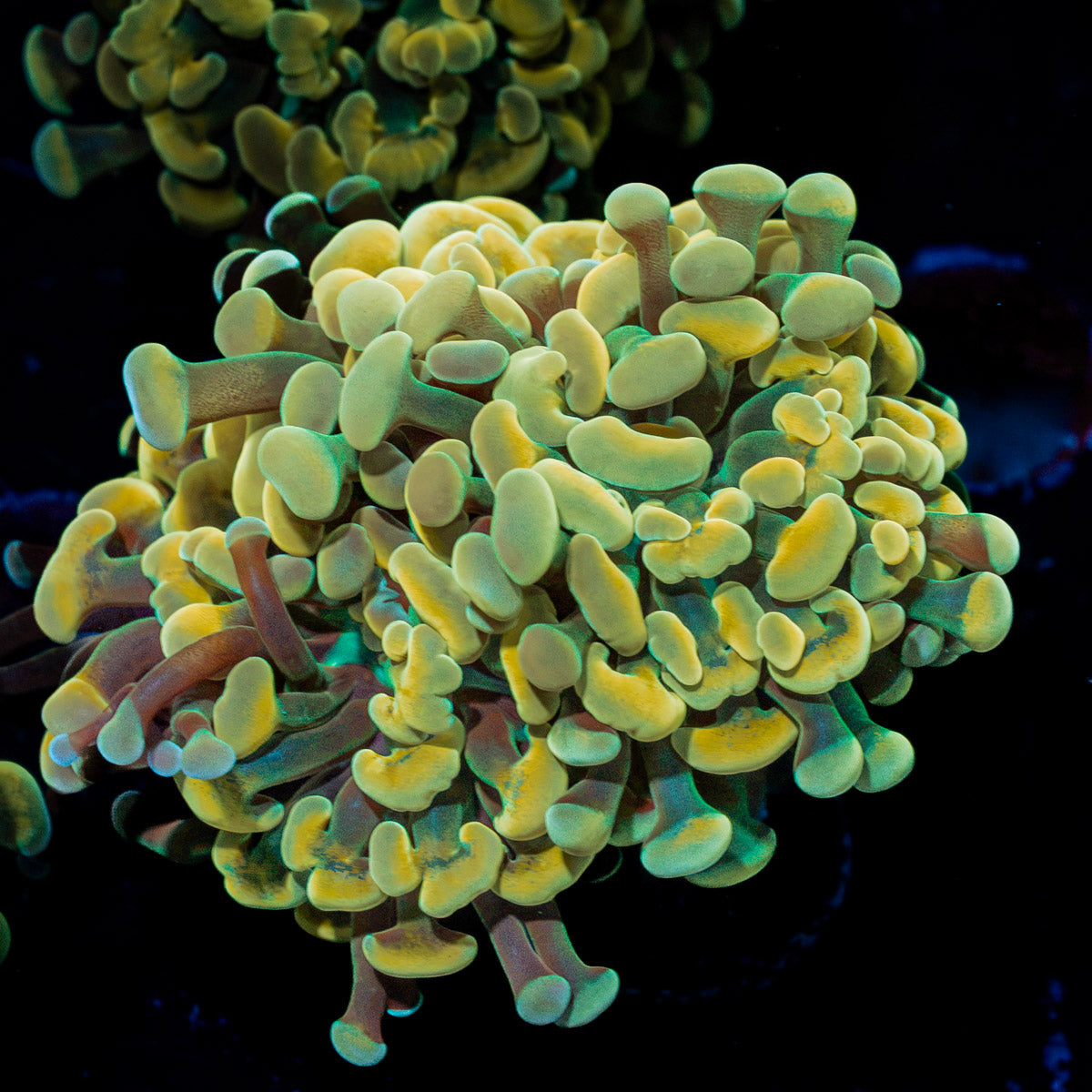 Golden Hammer Euphyllia Coral with branching fleshy heads in reef aquarium