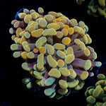 Golden Hammer Euphyllia Coral with branching fleshy heads in reef aquarium