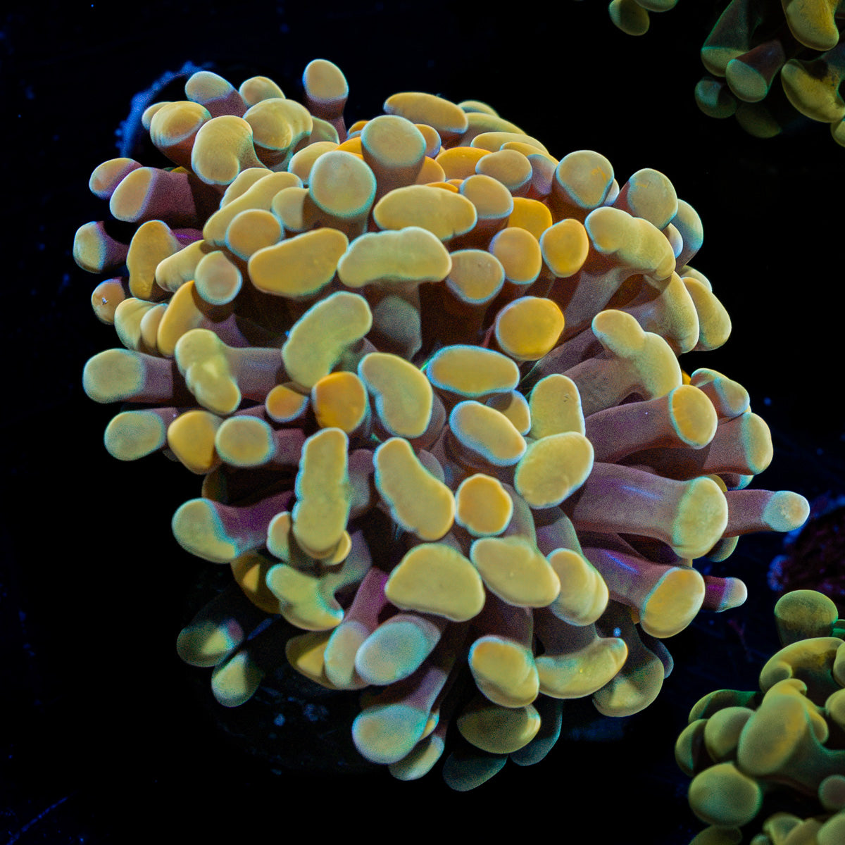Golden Hammer Euphyllia Coral with branching fleshy heads in reef aquarium