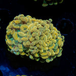 Golden Hammer Euphyllia Coral with branching fleshy heads in reef aquarium