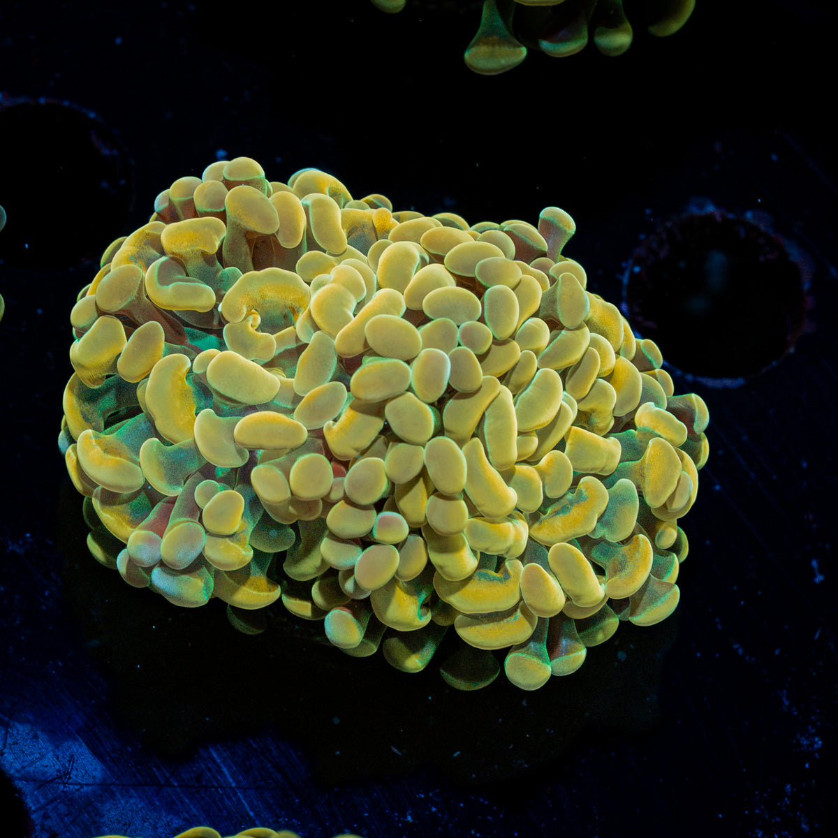 Golden Hammer Euphyllia Coral with branching fleshy heads in reef aquarium