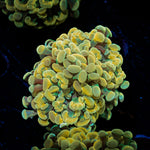 Golden Hammer Euphyllia Coral with branching fleshy heads in reef aquarium