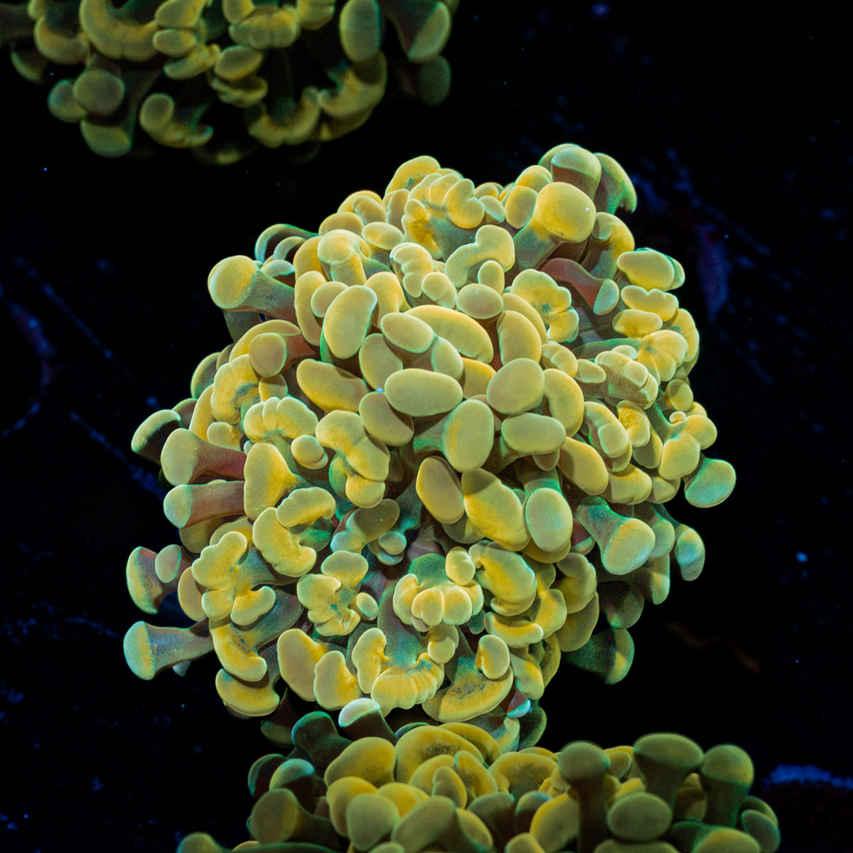 Golden Hammer Euphyllia Coral with branching fleshy heads in reef aquarium