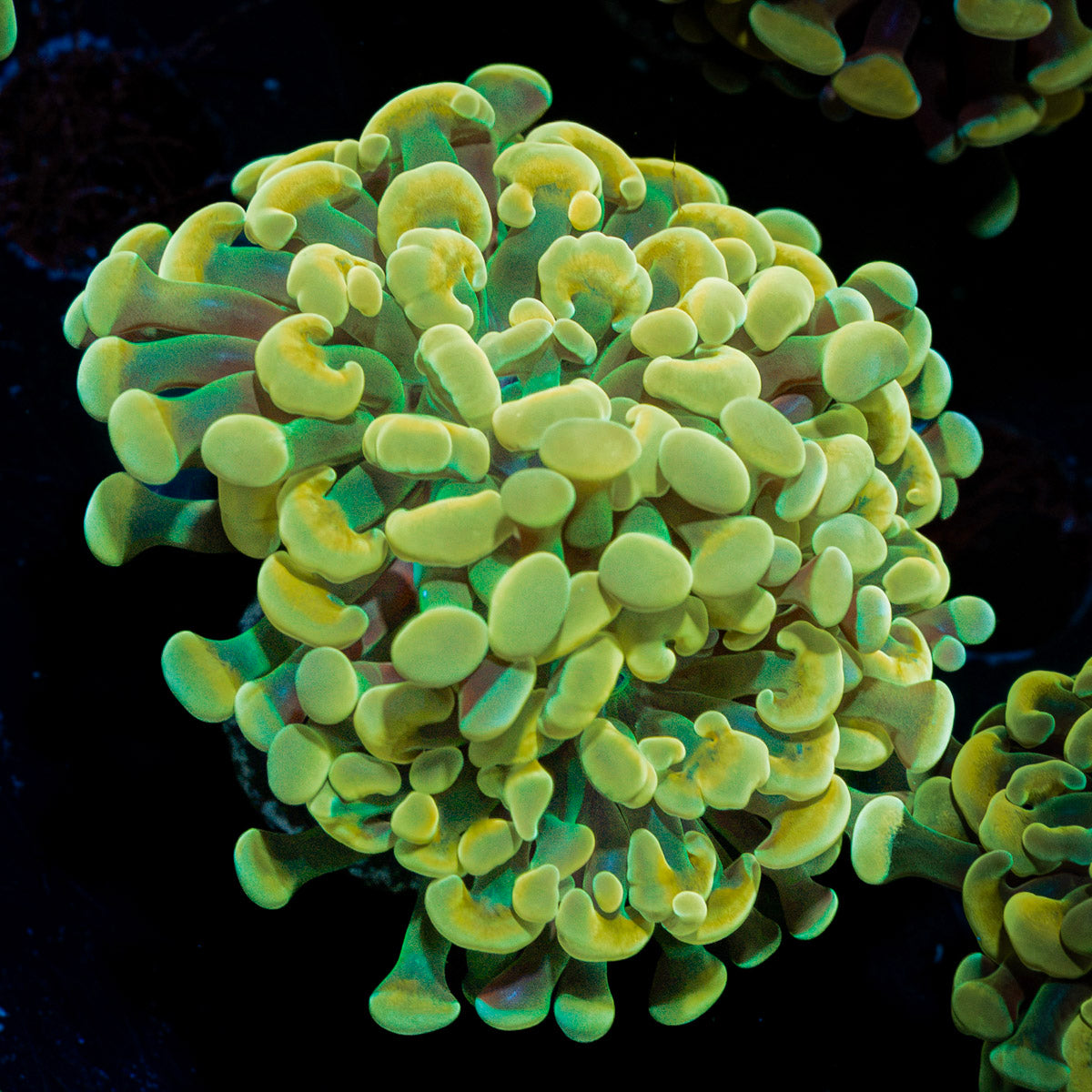 Golden Hammer Euphyllia Coral with branching fleshy heads in reef aquarium