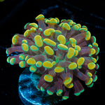 Golden Hammer Euphyllia Coral with branching fleshy heads in reef aquarium