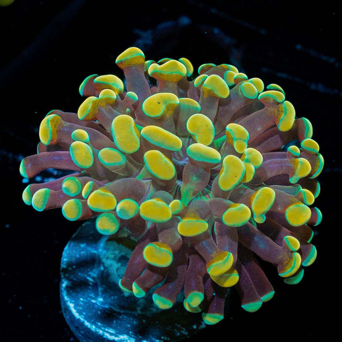 Golden Hammer Euphyllia Coral with branching fleshy heads in reef aquarium