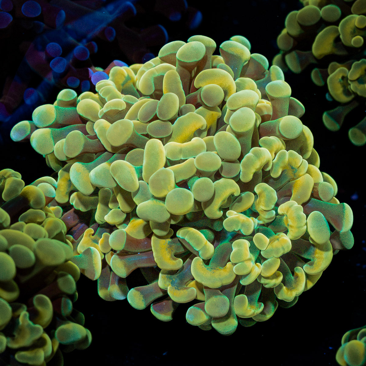 Golden Hammer Euphyllia Coral with branching fleshy heads in reef aquarium