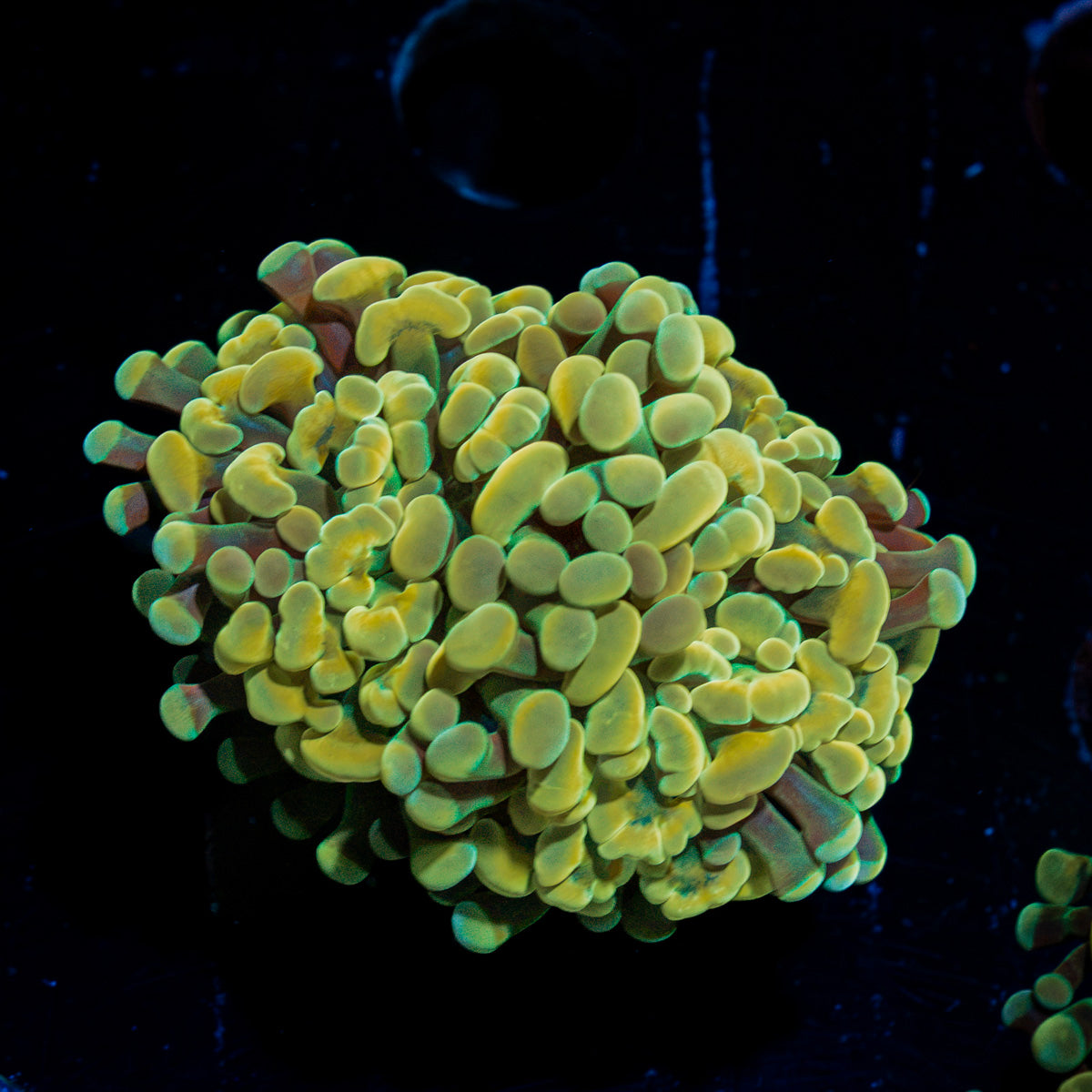 Golden Hammer Euphyllia Coral with branching fleshy heads in reef aquarium