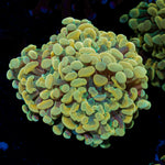 Golden Hammer Euphyllia Coral with branching fleshy heads in reef aquarium