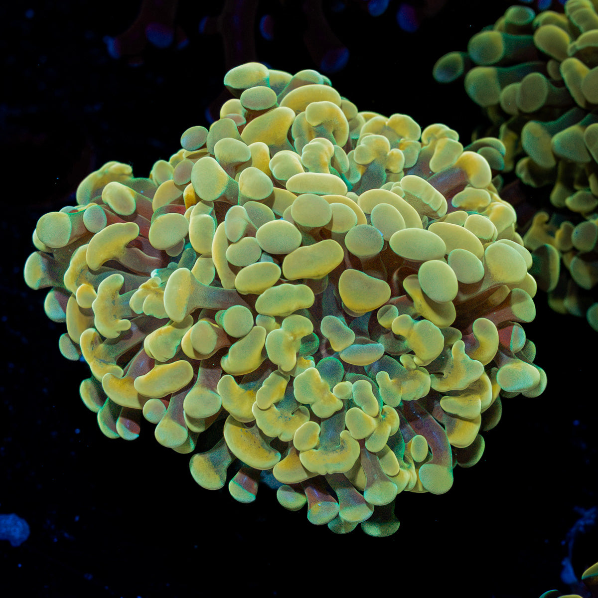 Golden Hammer Euphyllia Coral with branching fleshy heads in reef aquarium