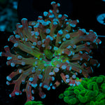 Classic Purple Frogspawn Coral with branching fleshy heads in reef aquarium