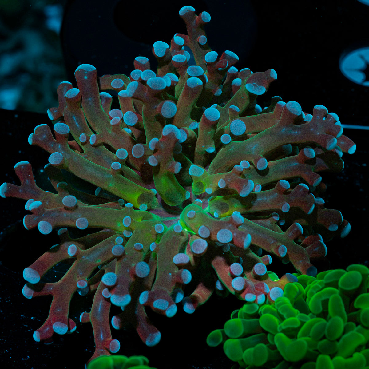 Classic Purple Frogspawn Coral with branching fleshy heads in reef aquarium