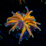Tiger Torch Coral with flowing tentacles in reef aquarium