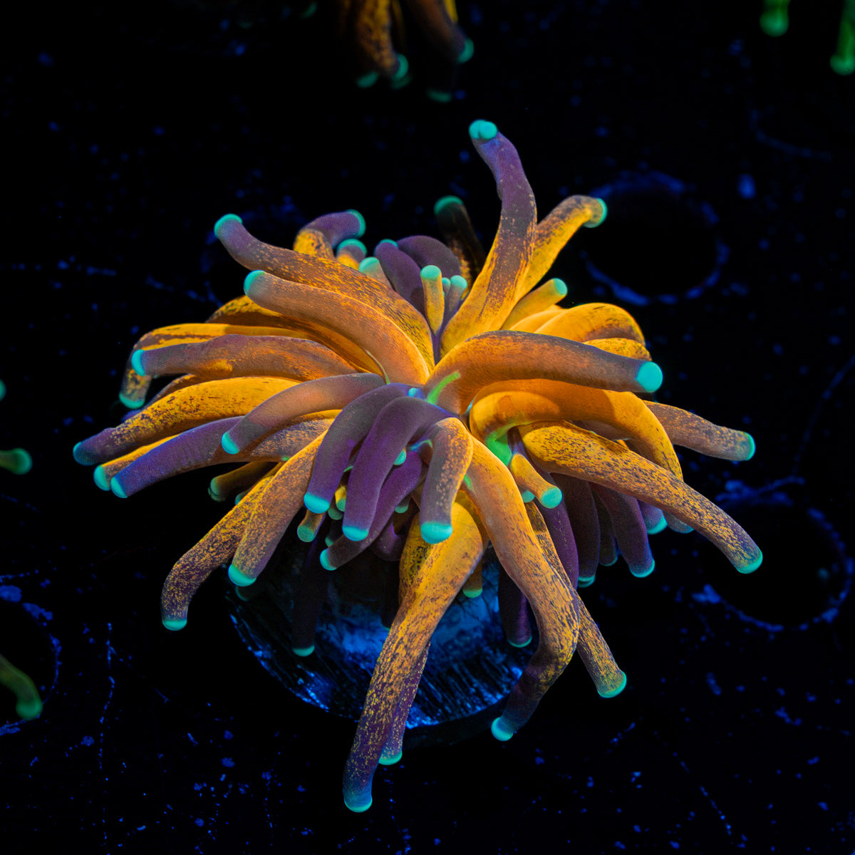 Tiger Torch Coral with flowing tentacles in reef aquarium