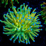 Holy Grail Torch Euphyllia Coral with flowing tentacles in reef aquarium