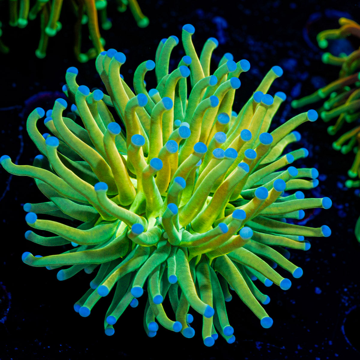 Holy Grail Torch Euphyllia Coral with flowing tentacles in reef aquarium