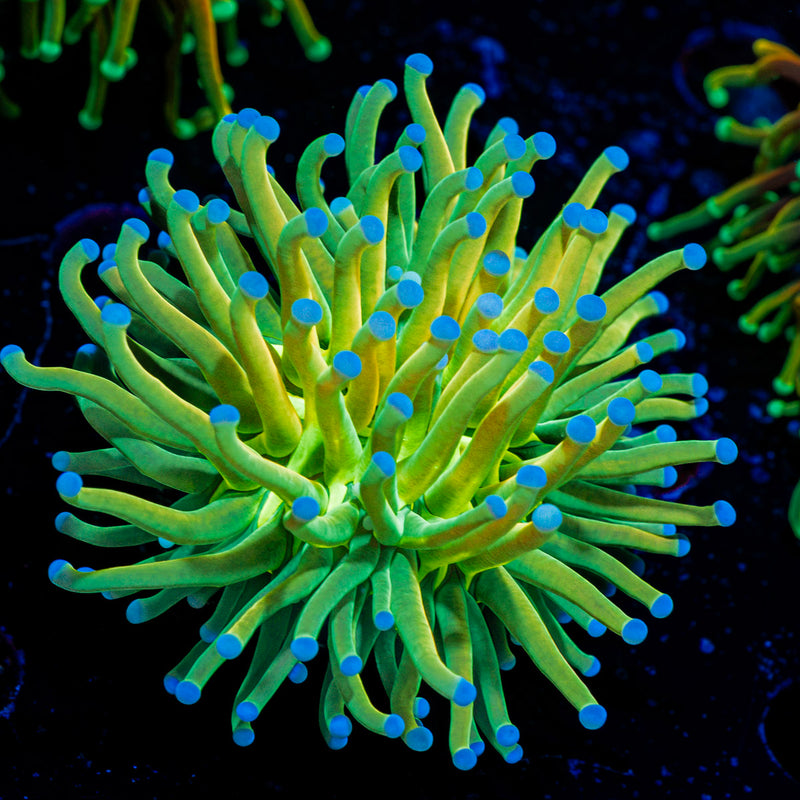Holy Grail Torch Euphyllia Coral with flowing tentacles in reef aquarium