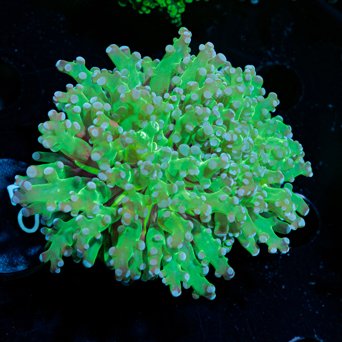 Classic Frogspawn Euphyllia Coral with branching fleshy heads in reef aquarium