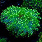 Toxic Frogspawn euphyllia coral with branching fleshy heads in reef aquarium