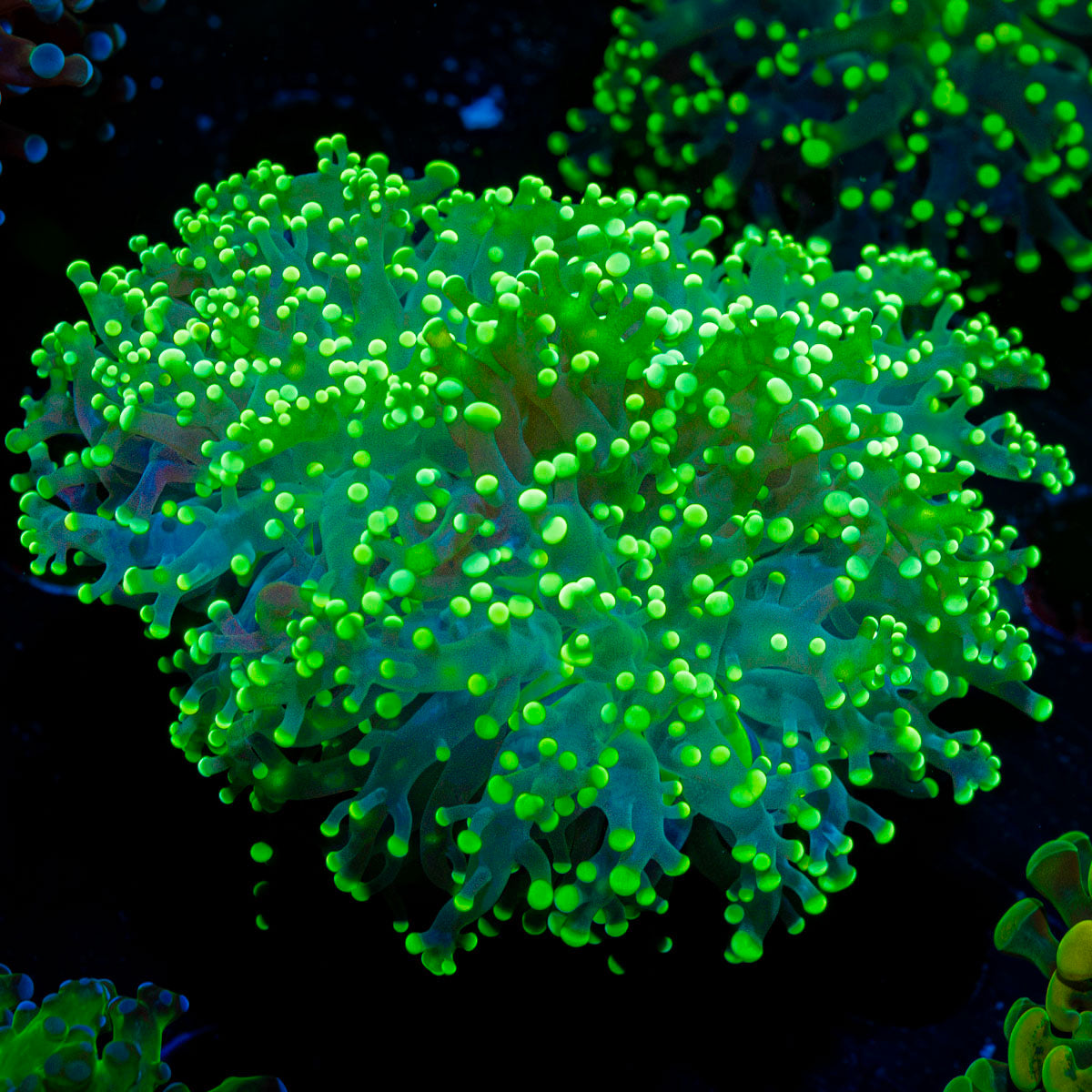 Toxic Frogspawn euphyllia coral with branching fleshy heads in reef aquarium