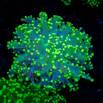 Toxic Frogspawn euphyllia coral with branching fleshy heads in reef aquarium