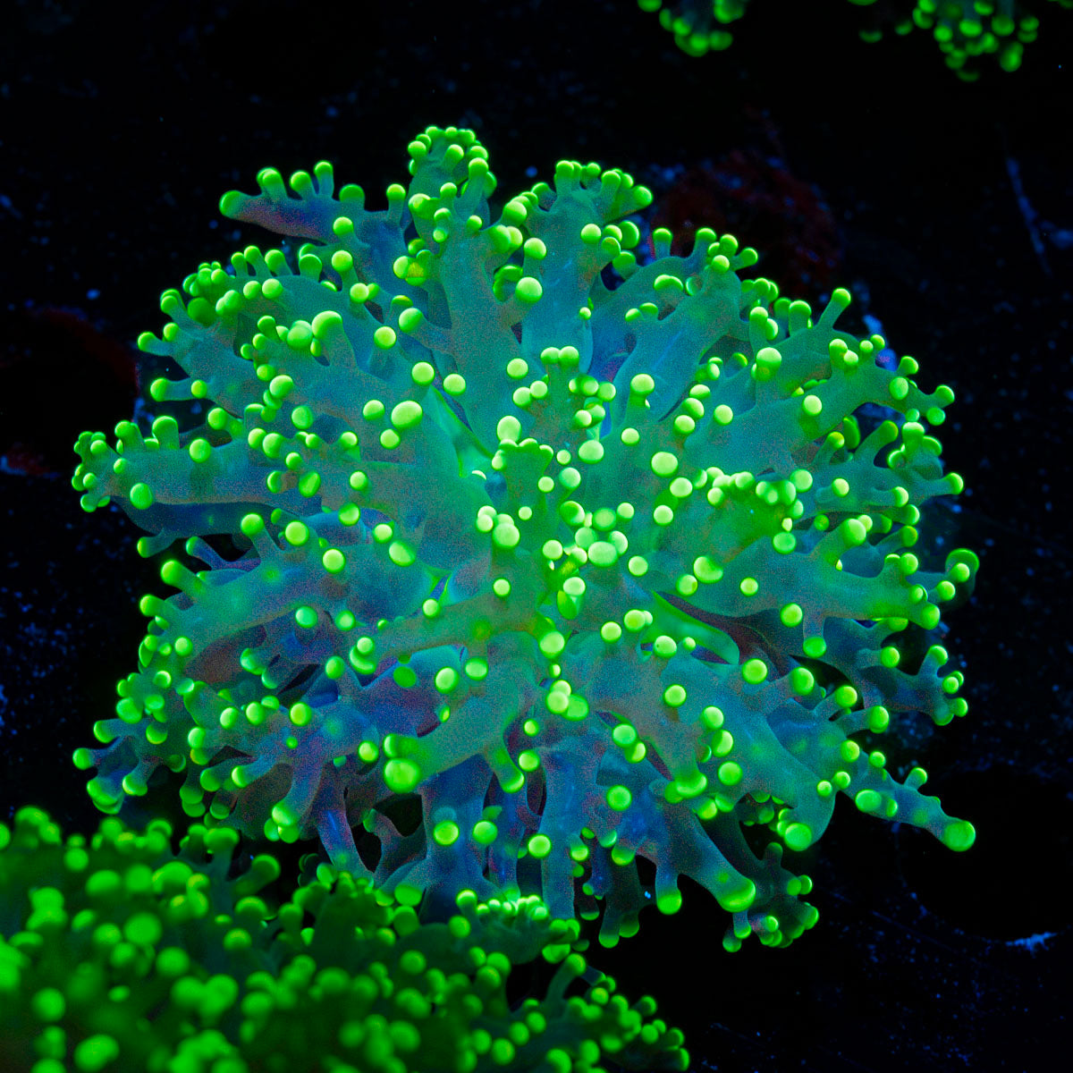 Toxic Frogspawn euphyllia coral with branching fleshy heads in reef aquarium