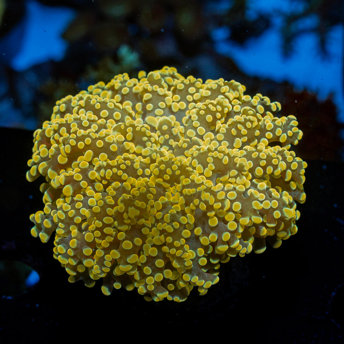 Sherbet OctoSpawn Euhyllia Coral with flowing tentacles in reef aquarium