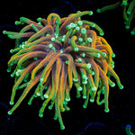 Dragon Soul Torch Euphyllia Coral with flowing tentacles in reef aquarium
