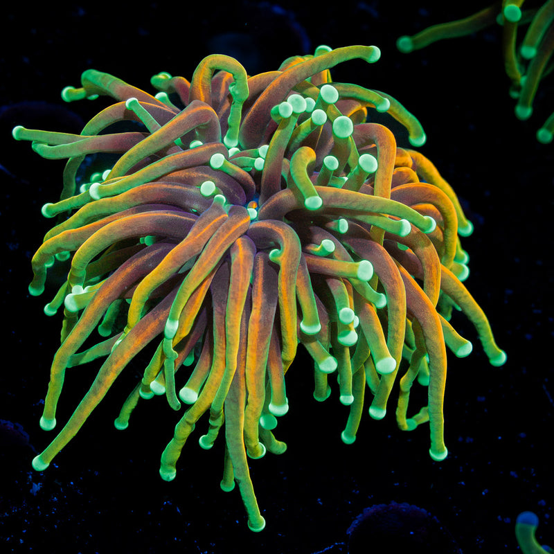 Dragon Soul Torch Euphyllia Coral with flowing tentacles in reef aquarium