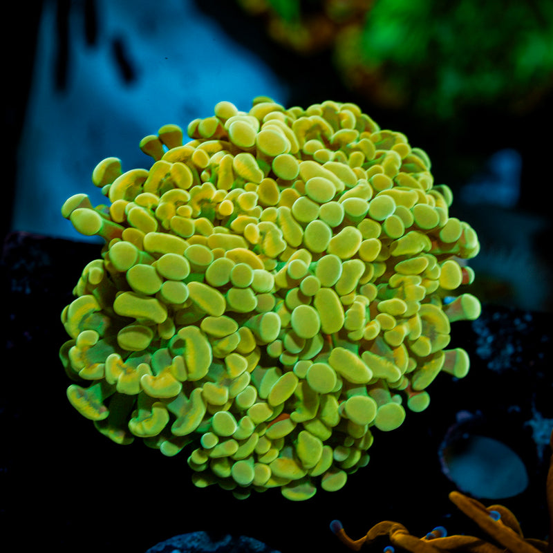 Golden Hammer Euphyllia Coral with branching fleshy heads in reef aquarium