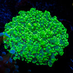 Toxic Frogspawn euphyllia coral with flowing tentacles in reef aquarium