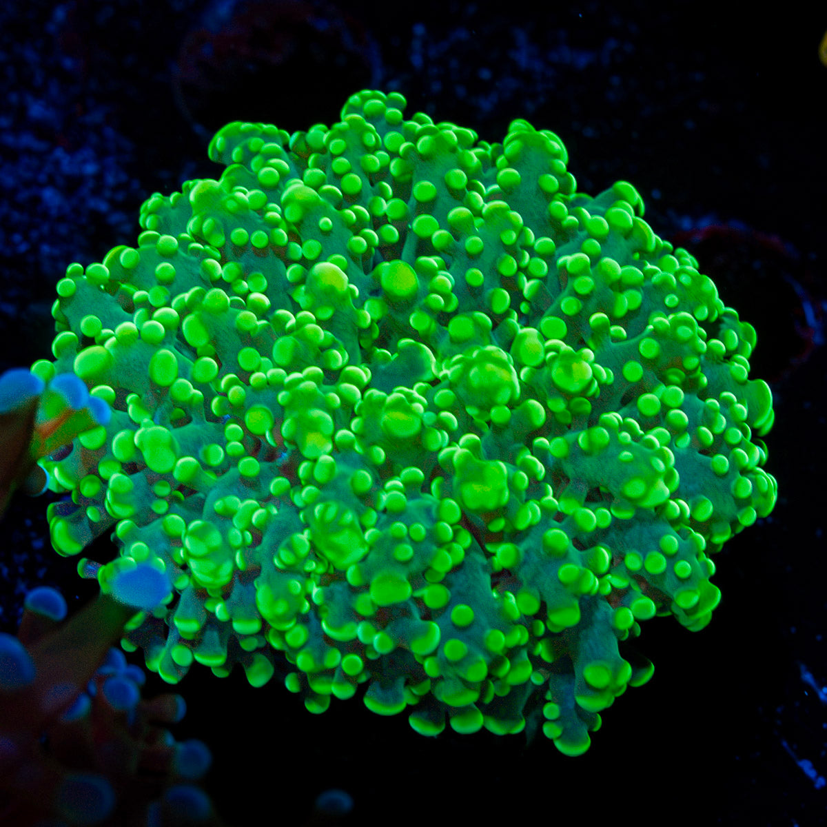 Toxic Frogspawn euphyllia coral with flowing tentacles in reef aquarium