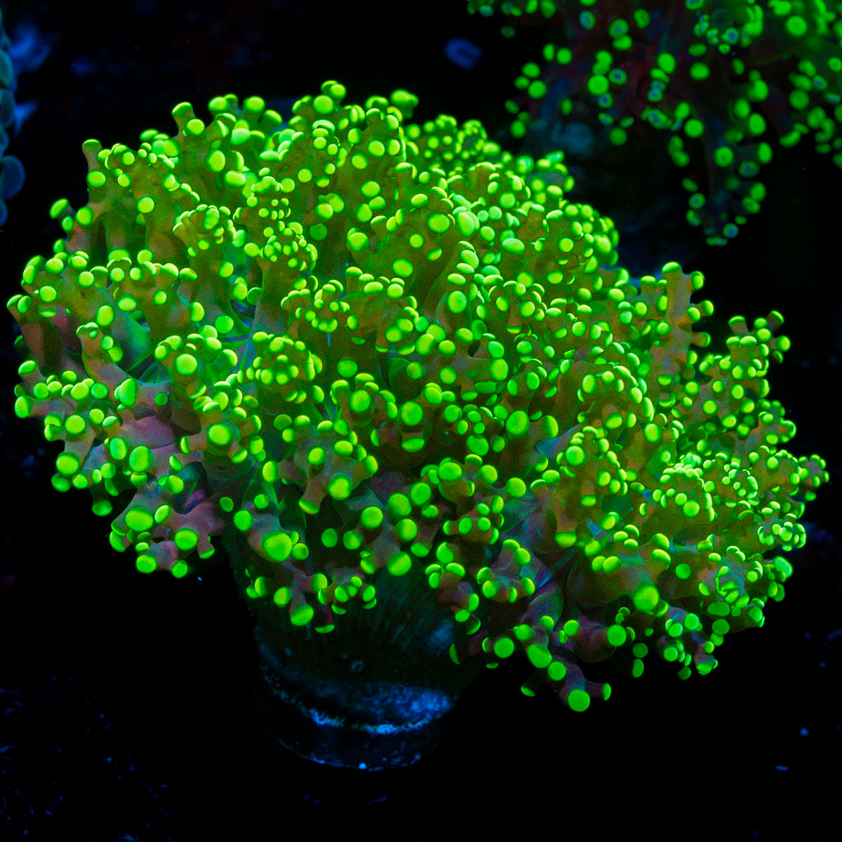 Toxic Frogspawn euphyllia coral with branching fleshy heads in reef aquarium
