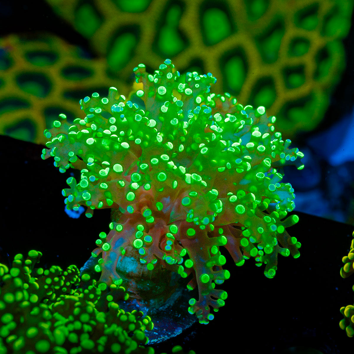 Splatter Frogspawn Euphyllia Coral with flowing tentacles in reef aquarium