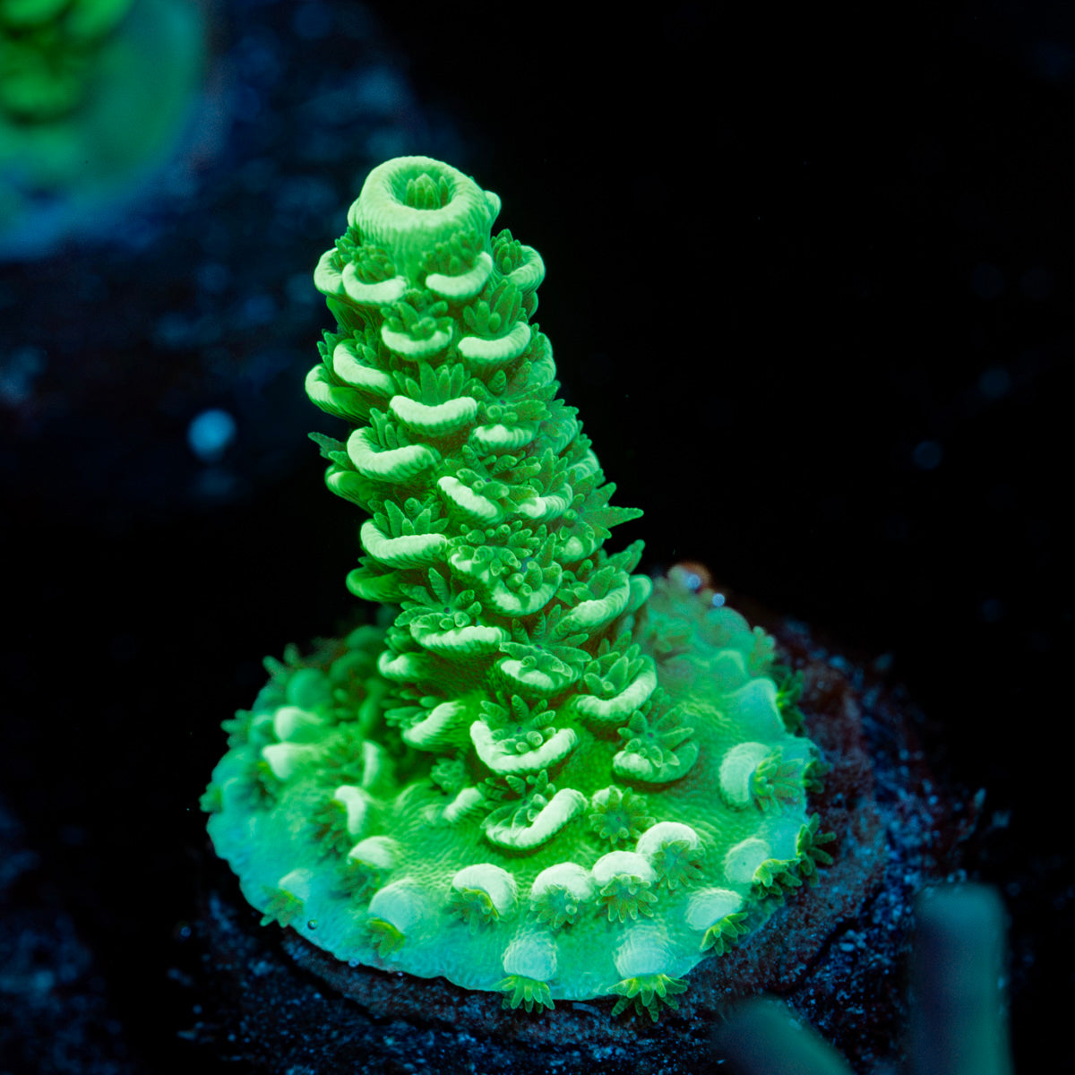 Domicile Disruptor Tenuis Acropora with branching growth in reef aquarium