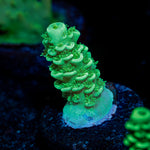 Domicile Disruptor Tenuis Acropora with branching growth in reef aquarium