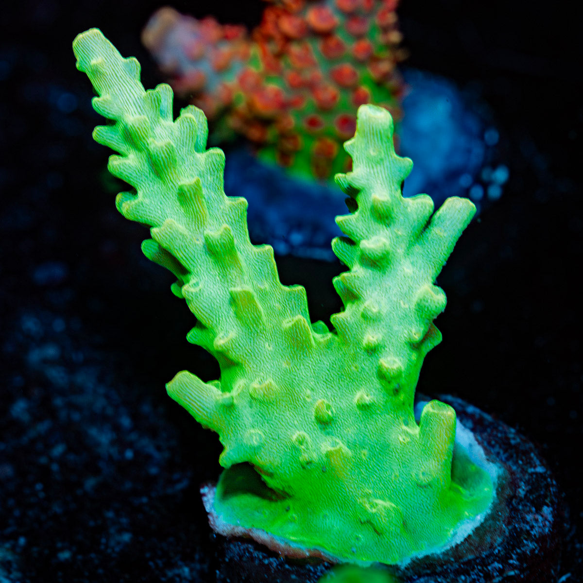 Fools Gold Acropora Coral with branching growth in reef aquarium