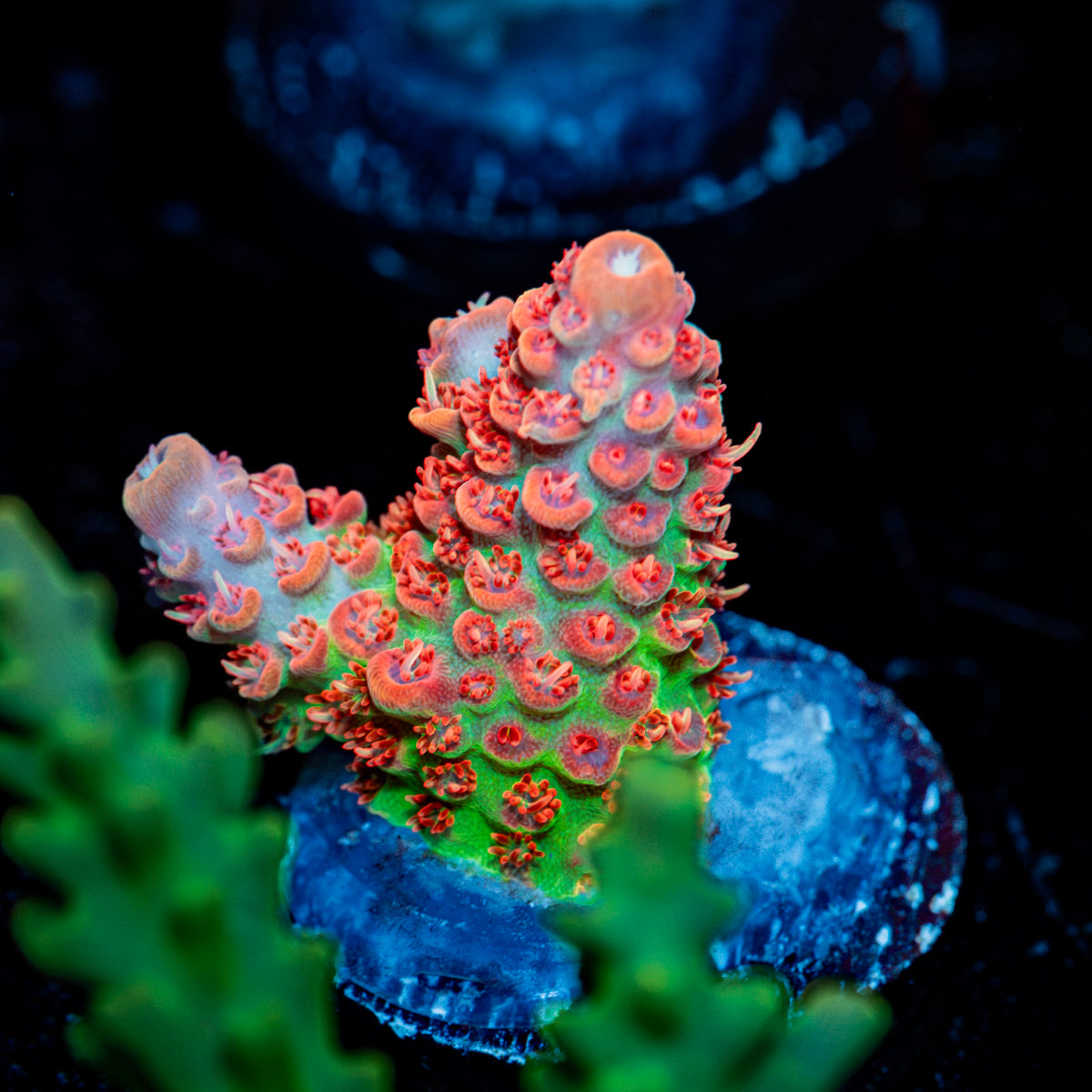 Princess Peach Acropora Coral with branching growth in reef aquarium
