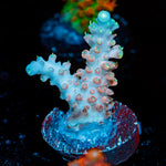 Flash Point Acropora Coral with branching growth in reef aquarium