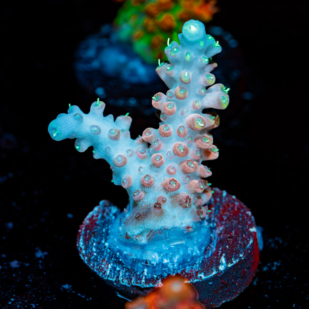 Flash Point Acropora Coral with branching growth in reef aquarium