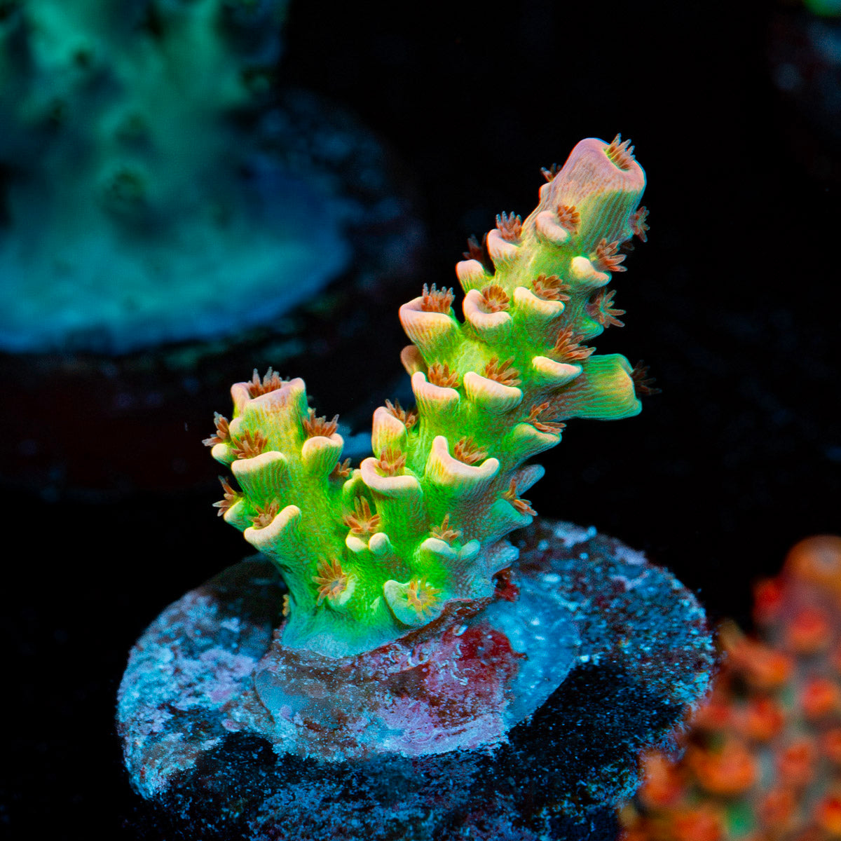 Chevron Acropora Coral with branching growth in reef aquarium