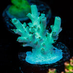 Grogu Acropora Coral with branching growth in reef aquarium