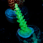 Fools Gold Acropora Coral with branching growth in reef aquarium